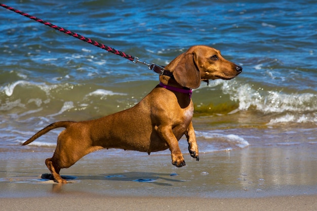 Dackel am Ufer des blauen Meeres. Hund an der Leine. Urlaub mit Haustier