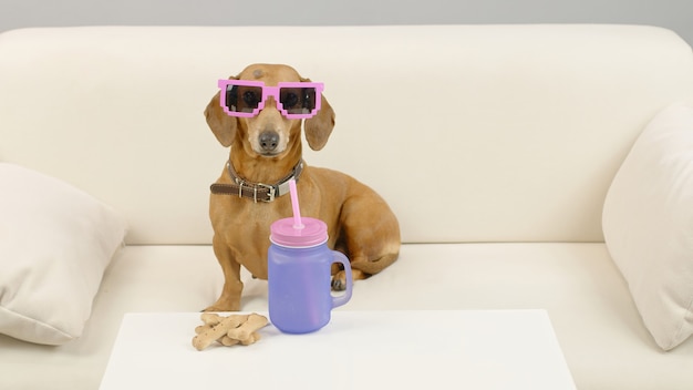 Dackel Hund in rosa Sonnenbrille sitzt auf der Couch mit einer Flasche Wasser Haustier auf dem Sofa zu Hause