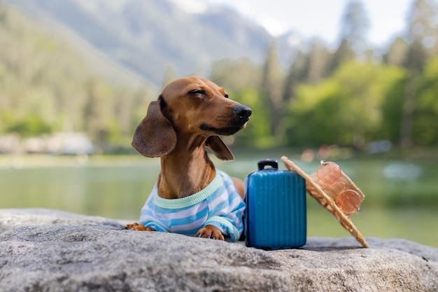 Dackel Hund mit Sonnenbrille Strohhut und Sommerkleidung sitzt in der Nähe von Wasser mit Koffer auf dem Meer