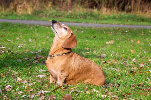 Dackelhund, der auf dem grünen Gras steht. Nahaufnahmeporträt eines glücklichen Haustieres in der grünen Sommerwiese.