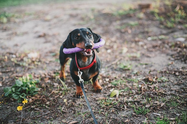 Dackelhund im Park. Süße Haustiere. Kleiner Hund