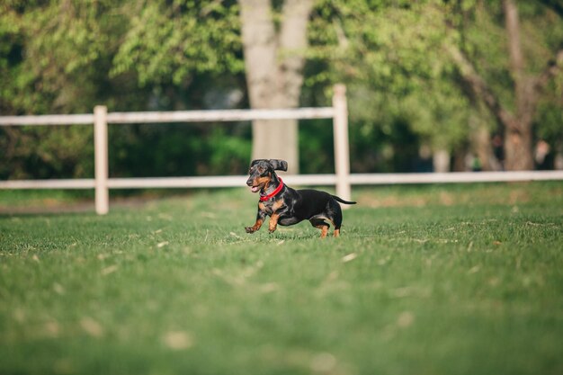 Dackelhund im Park. Süße Haustiere. Kleiner Hund