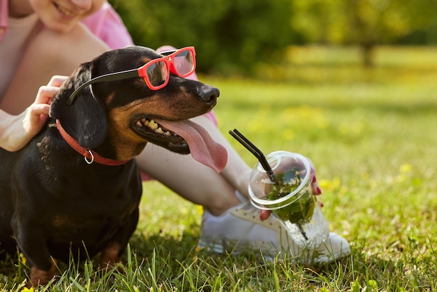 Dackelhund mit Sonnenbrille trinkt an einem heißen Tag einen erfrischenden Cocktail im heißen Sommerkonzept