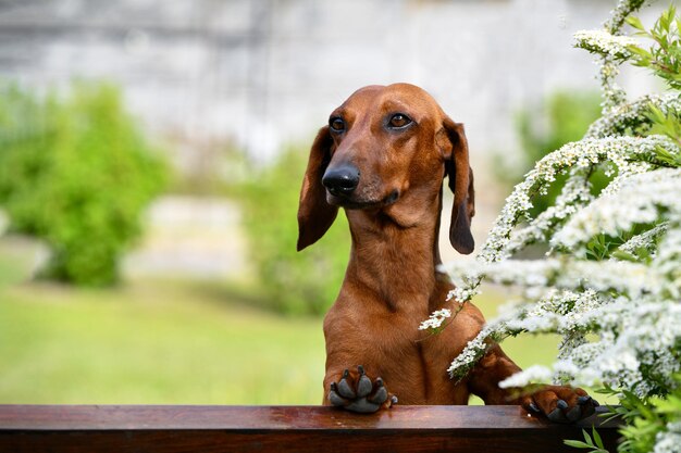 Dackelhund schaut über einen Zaun