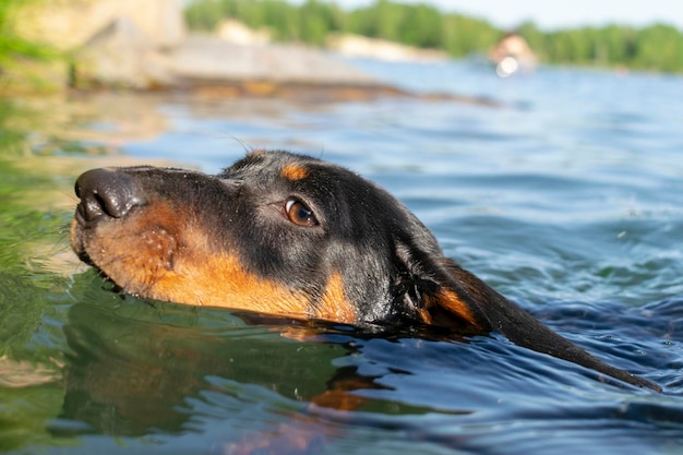 Dackelwelpe schwimmt im Fluss