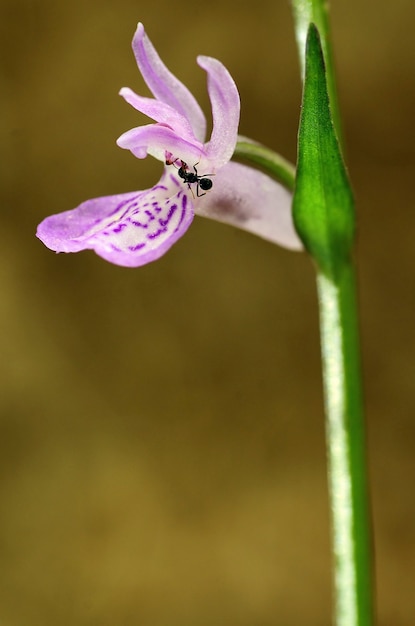 Foto dactulorhiza elata es una especie de orquídea de la subfamilia orchidoideae