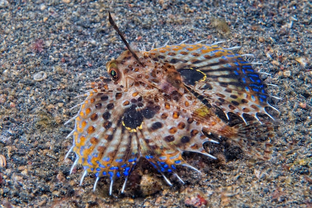 Dactylopterus volitans peixe voador