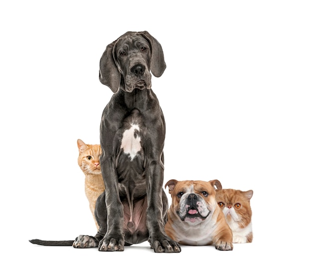 Dänischer Sitzhund, liegender Bulldog und versteckte europäische Katze hinter isolierten Hunden