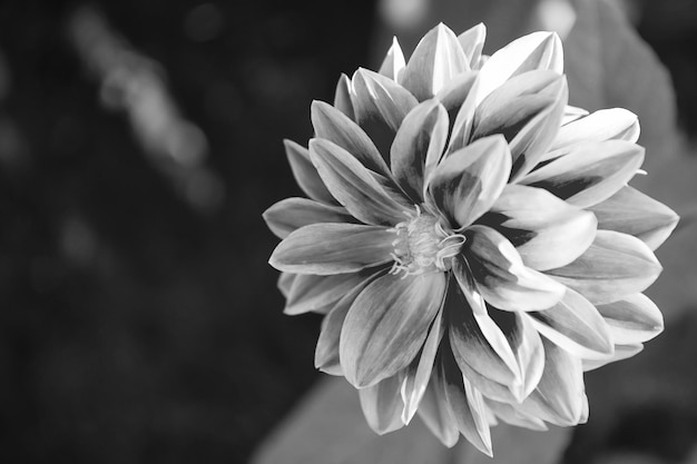 Foto dahila color rosa enfoque profundodahlia es un género de plantas perennes herbáceas tupidas tuberosas nativas principalmente en méxico pero también en américa central y colombia