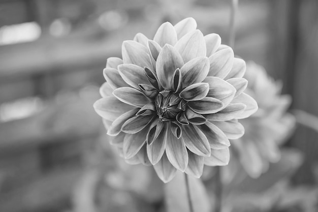 Dahila cor rosa foco profundoDahlia é um gênero de plantas perenes herbáceas tuberosas espessas nativas principalmente no México, mas também na América Central e na Colômbia