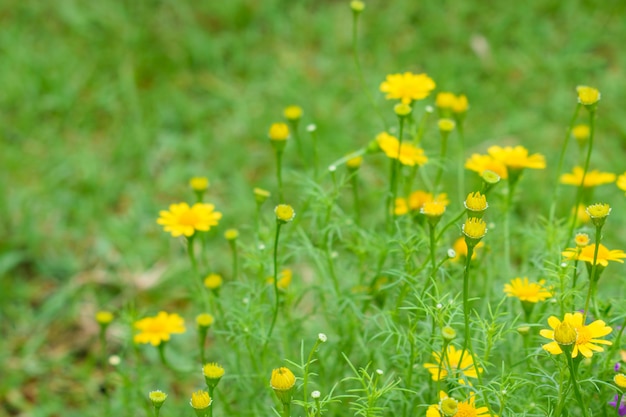 Dahlberg-Gänseblümchen oder goldene Vliesblume auf grünem Hintergrund.