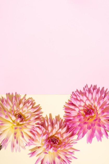 Dahlia Ballbarbarry Blumen auf rosa und gelbem Hintergrund Kopierbereich Draufsicht Flaches Lay Blumenmuster Pastellfarbene Sommerblume für romantisches Date oder Hochzeitskarte Floristenkonzept