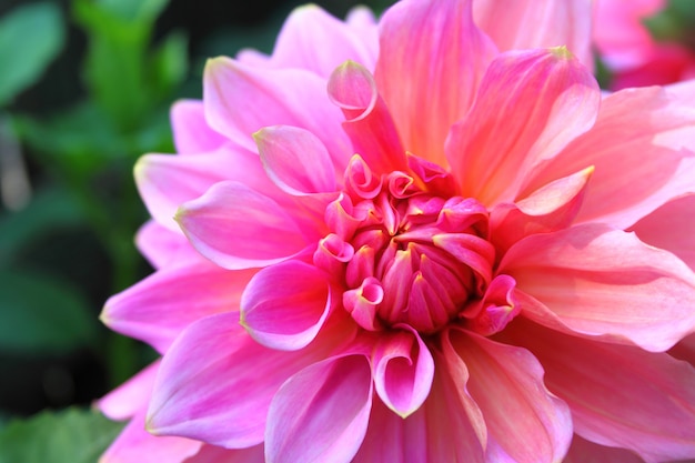 Dahlia Blume Nahaufnahme