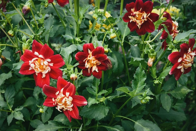 Dahlia Collarette Dandy planta floreciente en el jardín de verano