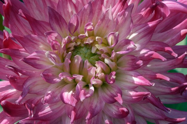 Dahlia Dahlia hybrida