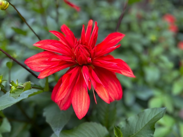 Dahlia (Dahlia x Cultorum Thorsrud Reisaeter) closeup