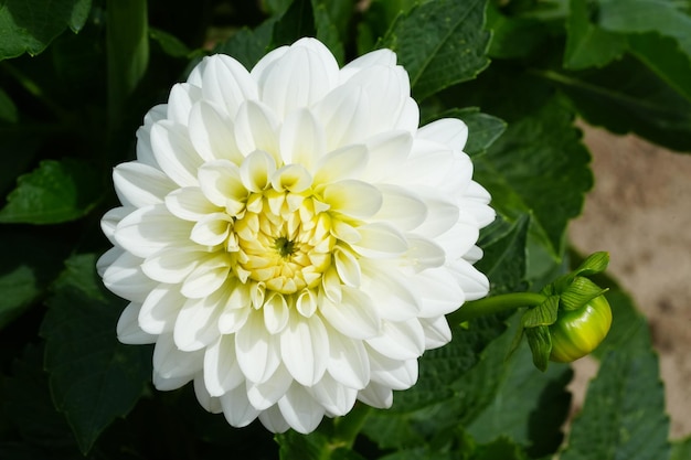 Dahlia flor lindo crisântemo closeup ritmo e textura de pétalas delicadas