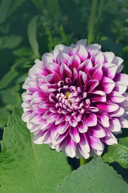 Dahlia flower pom pom flowerhead Edimburgo roxo e branco Dahlia