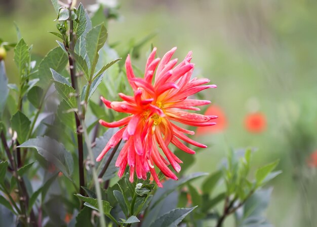 Dahlia linda flor fechar a planta macro da dália do jardim vermelho