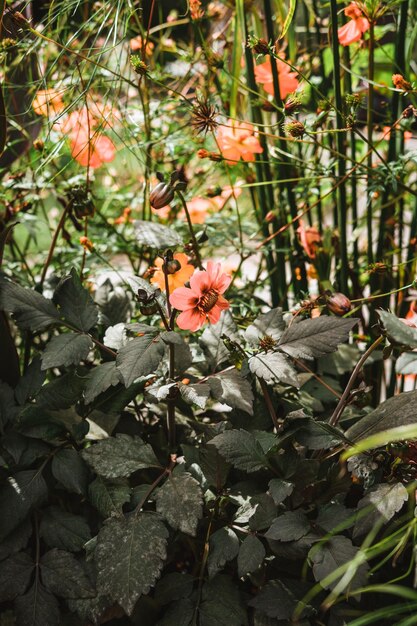 Dahlia 'Moonfire' es un cultivar de Dahlia con hojas muy oscuras, casi negras.