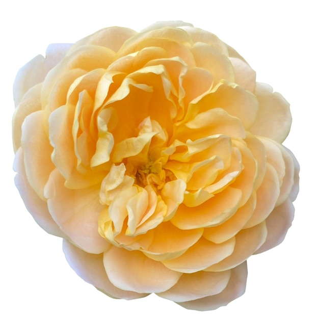 Dahlia Mystic Haze flor fundo branco