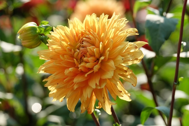 Foto dahlia no jardim