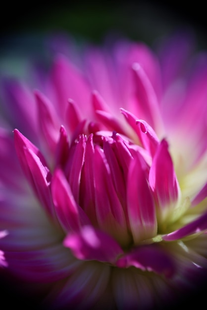 Dahlia Petals Makrofoto