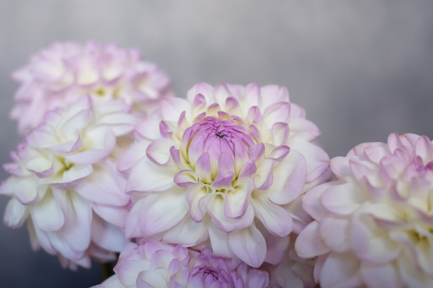 Foto dahlia pinnata, blumen im strauß