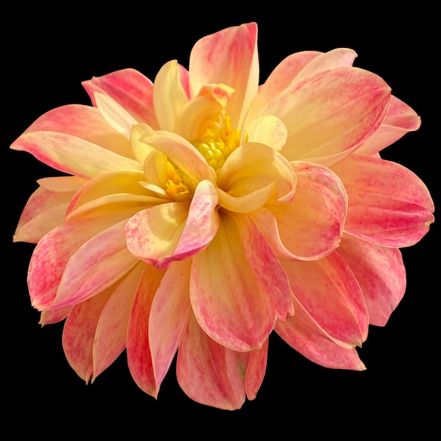 Dahlia pinnata flor fundo preto