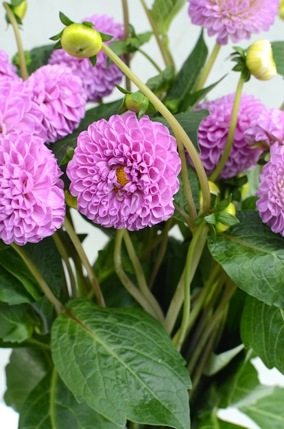 Dahlia pom pom flor rosa para el fondo