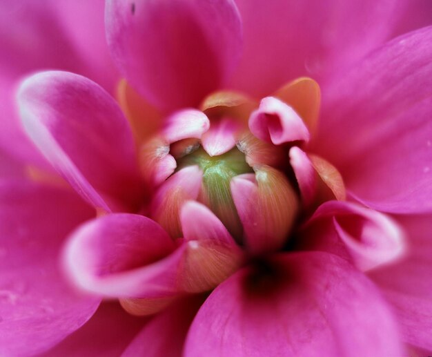 Dahliablüte Dahlia hybrida