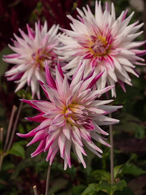 Dahlias na Alemanha