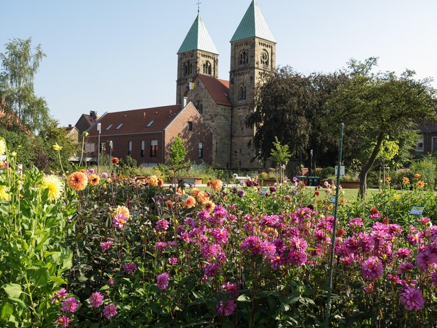 Foto dahlias na westfália