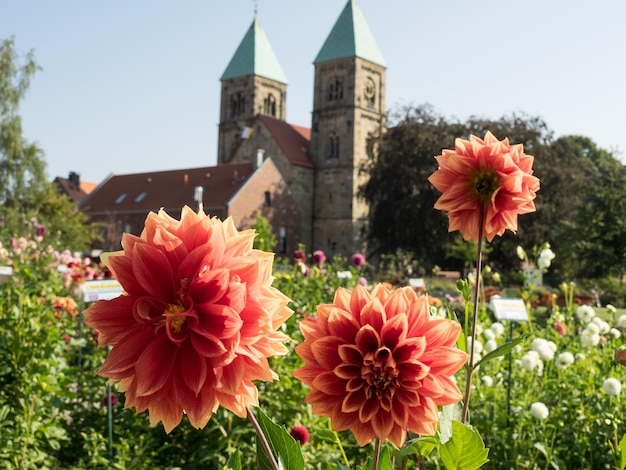 las dahlias en Westfalia