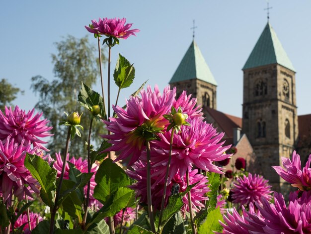 las dahlias en Westfalia