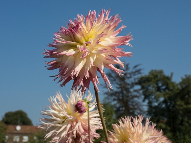 las dahlias en Westphlaia