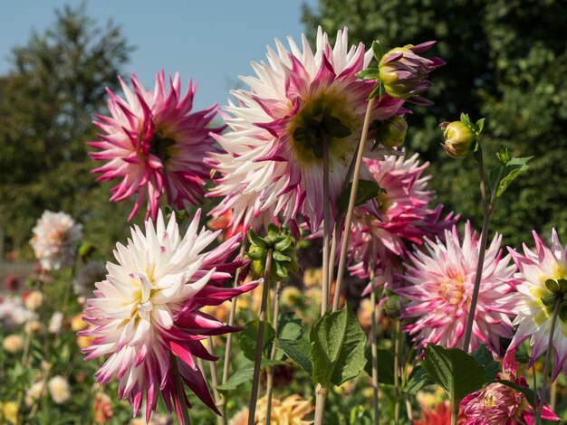 las dahlias