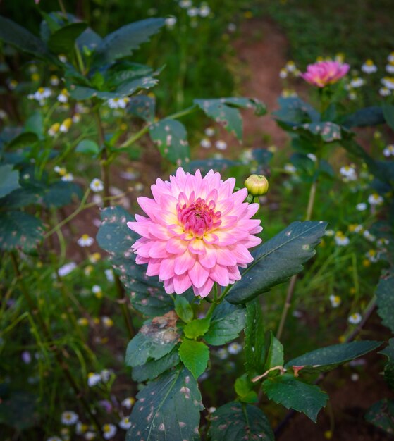 Dahlie blüht in der vollen Blüte des Gartens