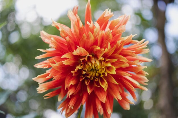 Dahlie-Blume im Sommergarten Rot-gelbe Dahlie-Blume hellrosa Blume Makroaufnahmen in der Nähe