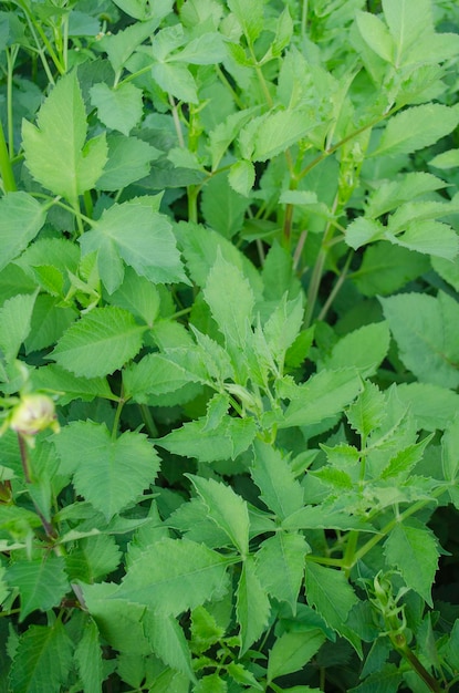 Dahlie grüne Pflanze Dahlien Blumen Busch Dahlie grünes Blatt hautnah