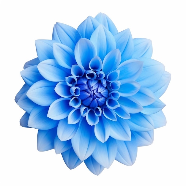 Dahlie hellblaue Blume