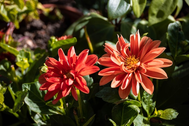 Dahlie im Garten in voller Blüte.