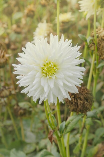 Dahlie mit cremeweißen Blütenblätter Dahlie Kaktus weiße Blume