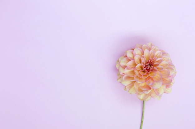 Dahlie rosa Blume auf lila Hintergrund