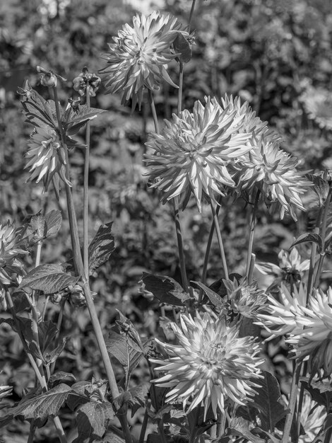 Foto dahlien im garten