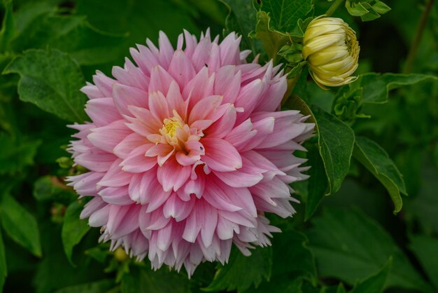 Dahlien im Garten.