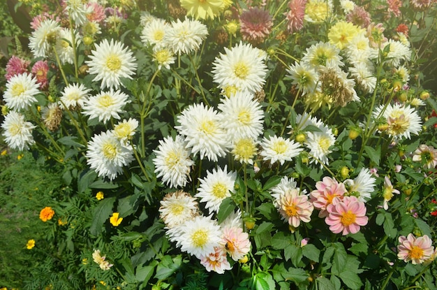 Dahlien-Kaktusblüte im Garten Nahaufnahme Dahlie mit cremeweißen Blütenblättern