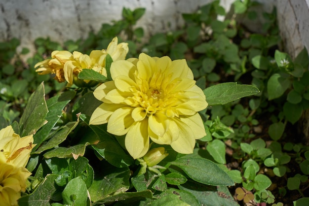 Dahlien- oder Asterblumennahaufnahme.