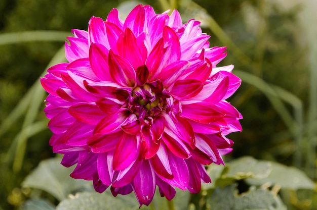 Foto dahlienblüte im park vor dem hintergrund grüner blätter. dahlie. pinke blume