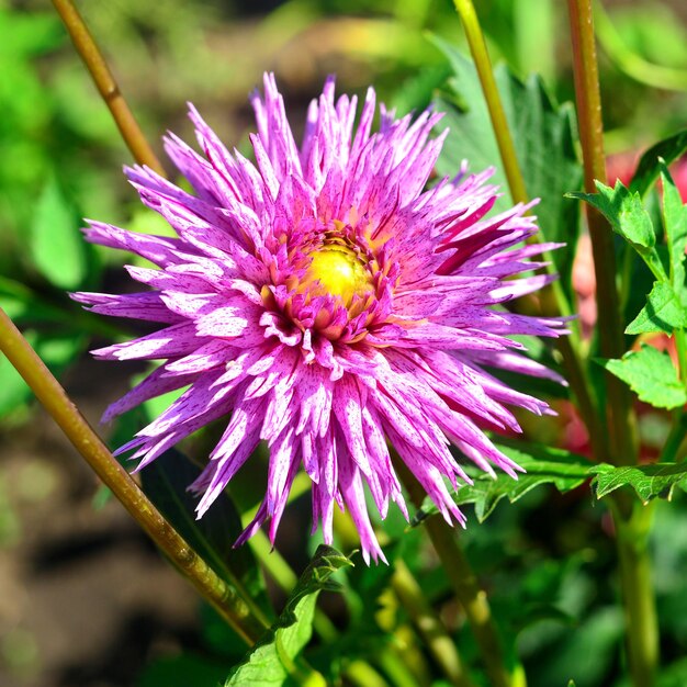 Dahlienblüte in einem Garten auf einem Blumenbeet